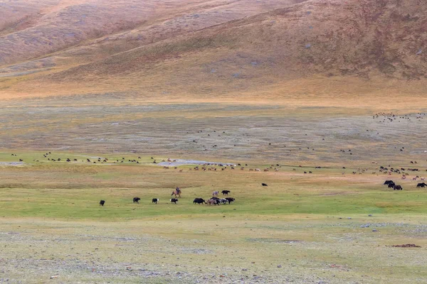 Gemengde Kudde Yak Schapen Geiten Grazen Een Bergvallei Altai Mongolië — Stockfoto