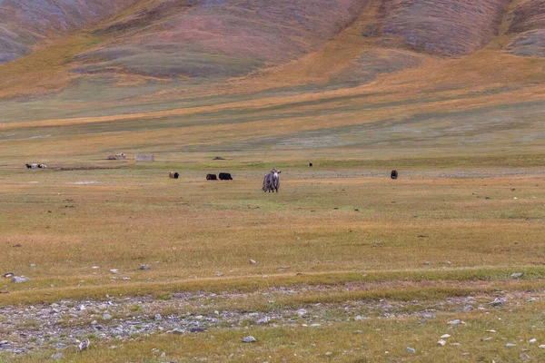 Stádo Jaků Stepích Hornaté Mongolska Altai — Stock fotografie