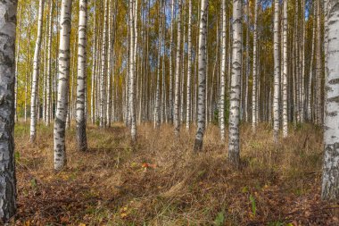 Huş ağacı ormanı. Birch Grove. Beyaz huş gövdeleri. Sonbahar güneşli ormanı. İsveç, seçici odaklanma