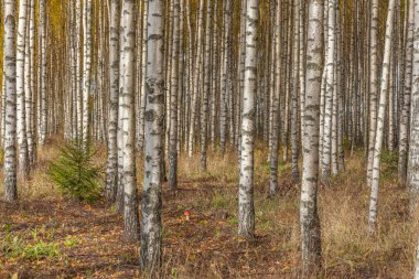 Huş ağacı ormanı. Birch Grove. Beyaz huş gövdeleri. Sonbahar güneşli ormanı. İsveç, seçici odaklanma