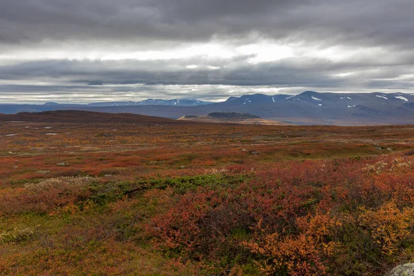 Parque Nacional Sarek Norte Suécia Outono Foco Seletivo — Fotografia de Stock