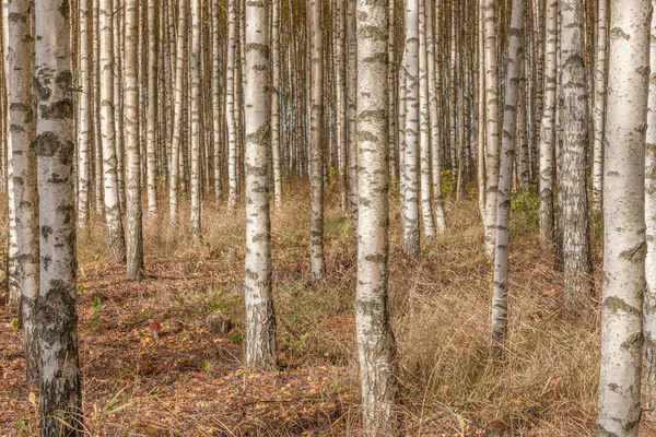 Abstraktes Foto Birken Herbst Fotografiert Mit Verschiedenen Effekten Von Bewegung — Stockfoto