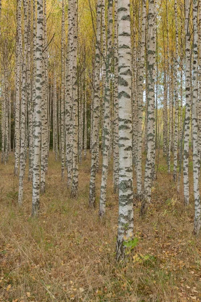 バーチの森だバーチ グローヴ白樺の幹 秋の日当たりの良い森 スウェーデン 選択的フォーカス — ストック写真