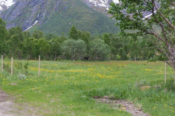 Ein Elch Geht Einem Norwegischen Wald Spazieren Foto Aufgenommen Bei — Stockfoto