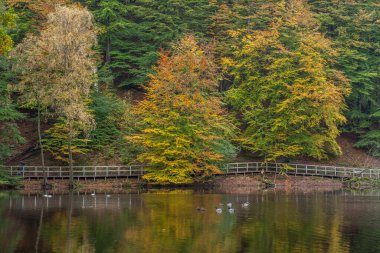 Deniz kıyısı ve sudaki sonbahar renkli ormandan yansımalar, Kuzey İsveç 'ten fotoğraf.