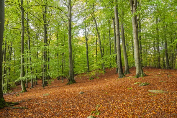 Floresta Mágica Outono Suécia Central Foco Seletivo — Fotografia de Stock