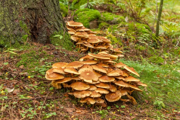 一种生长在森林里一棵树下的褐色蘑菇 有选择性地集中生长 — 图库照片