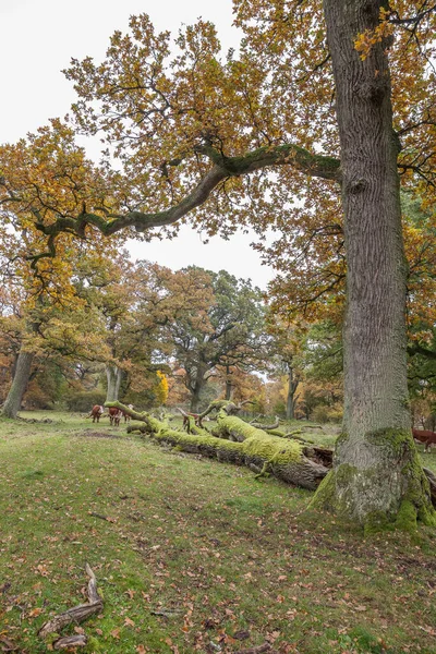 Gamla Höstparken Hösten Höstscenen Vacker Höstpark Skönhet Naturscen Höstlandskap Träd — Stockfoto