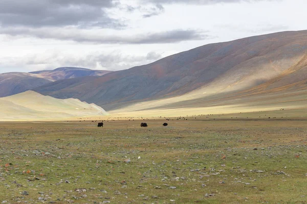 Jaków Wypasu Stepach Górskiej Mongolii Altai — Zdjęcie stockowe