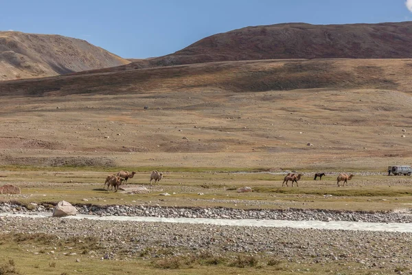 蒙古阿尔泰 2019年6月14日 骆驼队在草原上 以高山为背景 蒙古阿尔泰 — 图库照片