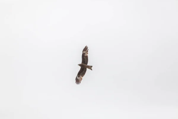 Falcon Vliegt Steppe Van Het Altai Gebergte Mongolië — Stockfoto