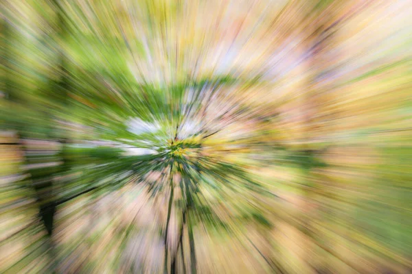 Photo Abstraite Forêt Automne Photographiée Avec Différents Effets Mouvement Zoom — Photo