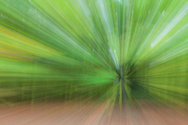 Photo Abstraite Forêt Été Photographiée Avec Différents Effets Mouvement Zoom — Photo