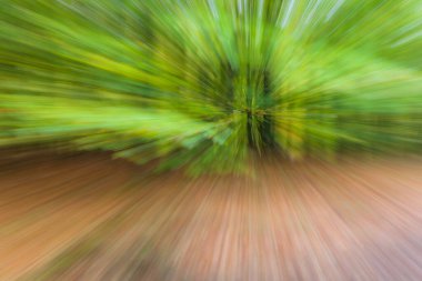 Soyut fotoğraf, Summar 'daki orman farklı hareket ve yakınlaştırma efektleriyle fotoğraflanmış. Renkli desenli arka plan. uzun deklanşör hızı.