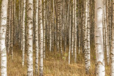 Huş ağacı ormanı. Birch Grove. Beyaz huş gövdeleri. Sonbahar güneşli ormanı. İsveç, seçici odaklanma