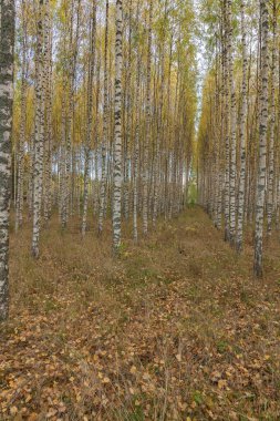Huş ağacı ormanı. Birch Grove. Beyaz huş gövdeleri. Sonbahar güneşli ormanı. İsveç, seçici odaklanma