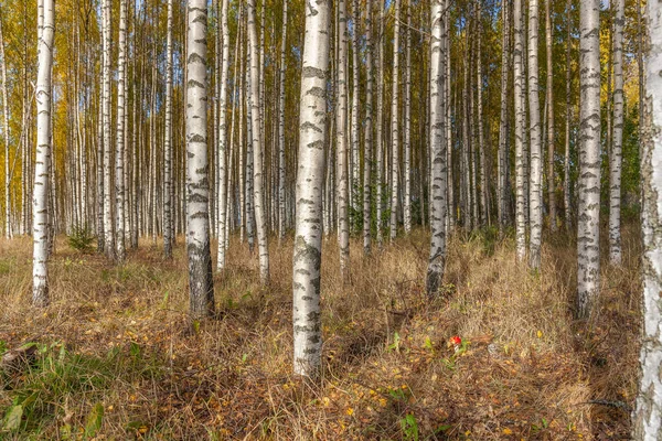 Birkenwald Birkenhain Weiße Birkenstämme Sonniger Herbstwald Schweden Selektiver Fokus — Stockfoto