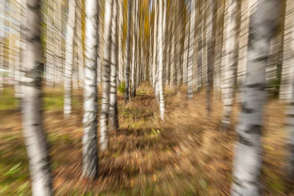 Abstraktes Foto Birken Herbst Fotografiert Mit Verschiedenen Effekten Von Bewegung — Stockfoto