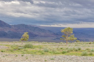 Moğolistan 'daki Altai Dağları' nın kayalık toprağından yeşil vaha filizleniyor.