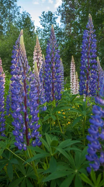 Çiçek Açan Lupin Çiçekleri Lupin Tarlası Çayırda Mor Pembe Lupin — Stok fotoğraf