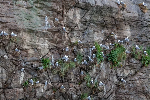罗浮敦岛上悬崖上的海鸥群 选定重点 — 图库照片