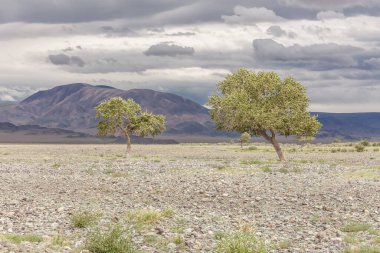 Moğolistan 'daki Altai Dağları' nın kayalık toprağından yeşil vaha filizleniyor.