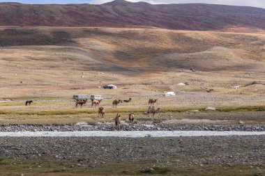 Altai, Moğolistan - 14 Haziran 2019: Çölde, arkasında dağlar olan deve ekibi. Altai, Moğolistan. Bir deve bir dağ nehrinden su içer.