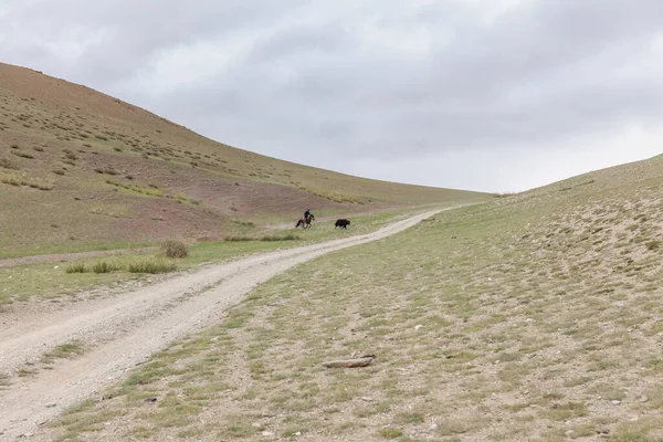Mongolský Altai Kočovnický Pastevec Mongolska Stará Své Dobytek — Stock fotografie