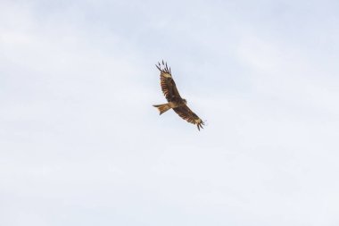 Şahin, Moğolistan 'daki Altai Dağları' nın bozkırında gökyüzünde uçuyor.