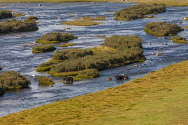 İnekler nehri geçiyor. Altai Dağı, Moğolistan