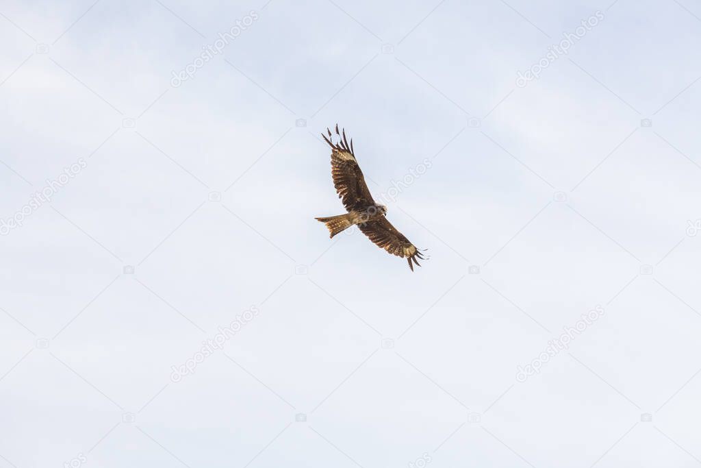 Falcon flies in the sky over the steppe of Altai Mountains, Mongolia