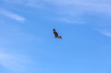 Şahin, Moğolistan 'daki Altai Dağları' nın bozkırında gökyüzünde uçuyor.