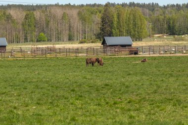 Bir bizon sürüsü huzur içinde çimenleri biçiyor..