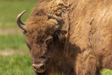 Kocaman bir bufalonun portresi çimenlere uzanıyor, doyurucu bir öğle yemeğinden sonra dinleniyor..