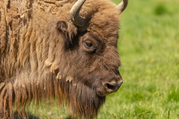 Porträtt Stor Buffel Som Mycket Varm — Stockfoto