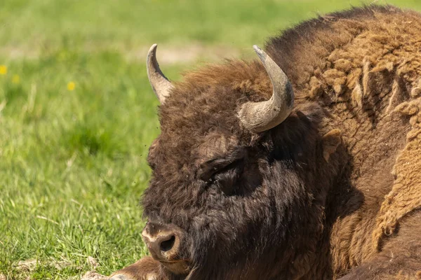 Énorme Buffle Couché Sur Herbe Reposant Après Déjeuner Copieux — Photo