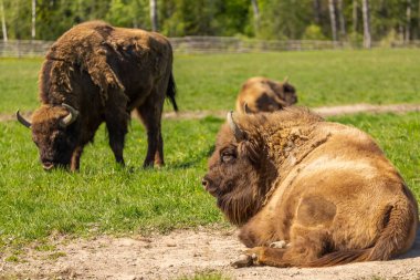 İsveç ulusal parkında yeşil bir çayırda Bison sürüsü. Seçici odak