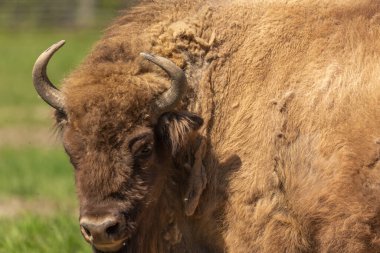 İsveç ulusal parklarında yeşil bir çayırda yürüyen bir bufalonun portresi..