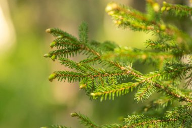Genç filizleri olan küçük yeşil bir çam ağacı. Seçici odak, bulanık arkaplan