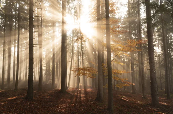 Sun rays shining through the fog among the trees