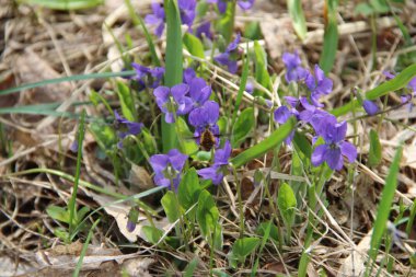 Çiçekteki yaban arısı