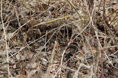 Dallarda siyah bir yılan bul.