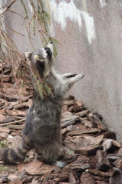 Raccoon Zoo Kaliningrad — Stock Photo, Image