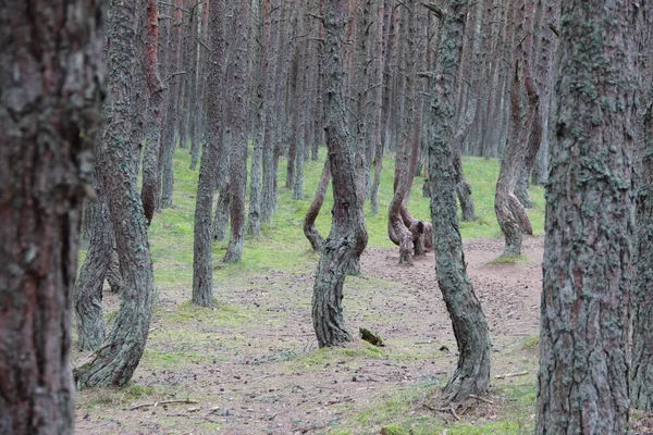 Dans Eden Ağaçlar Peri Ormanı Stok Fotoğraf