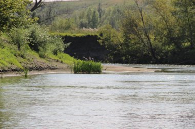 Nehrin kenarında bir çiçeğin üzerinde yusufçuk.
