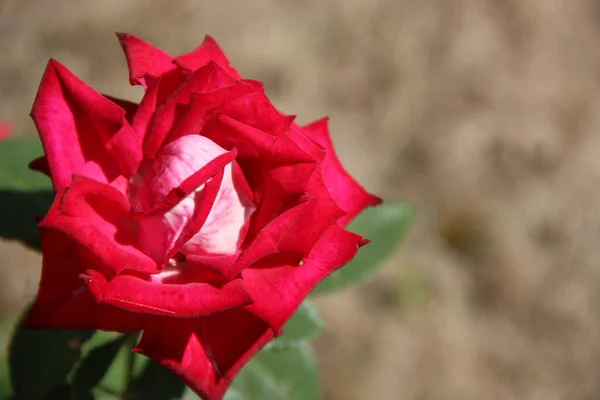 Roses Rouges Dans Jardin — Photo