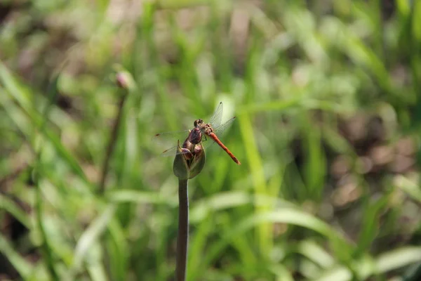 Libélula Close Pelo Rio Uma Flor — Fotografia de Stock