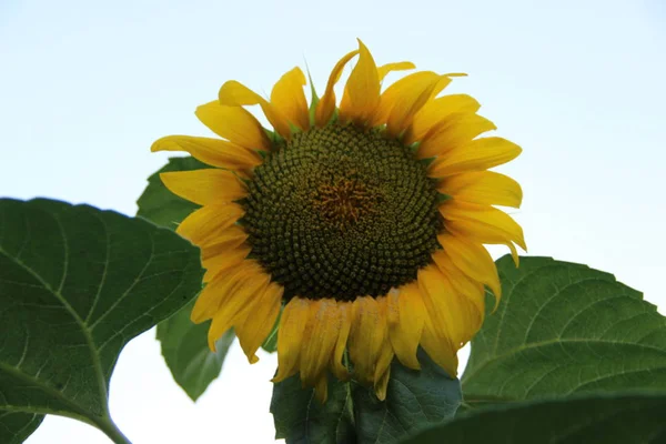 sunflowers yellow sun flower