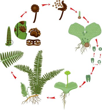 Yaşam döngüsünün Fern. Bitki yaşam döngüsü diploit sporophytic ve haploit gametophytic aşamalarının münavebe ile