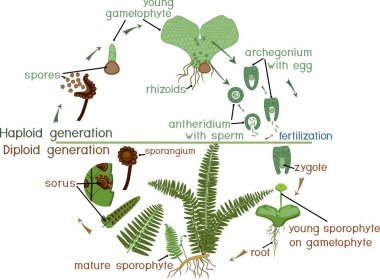 Yaşam döngüsünün Fern. Bitki yaşam döngüsü diploit sporophytic ve haploit gametophytic aşamalarının münavebe ile